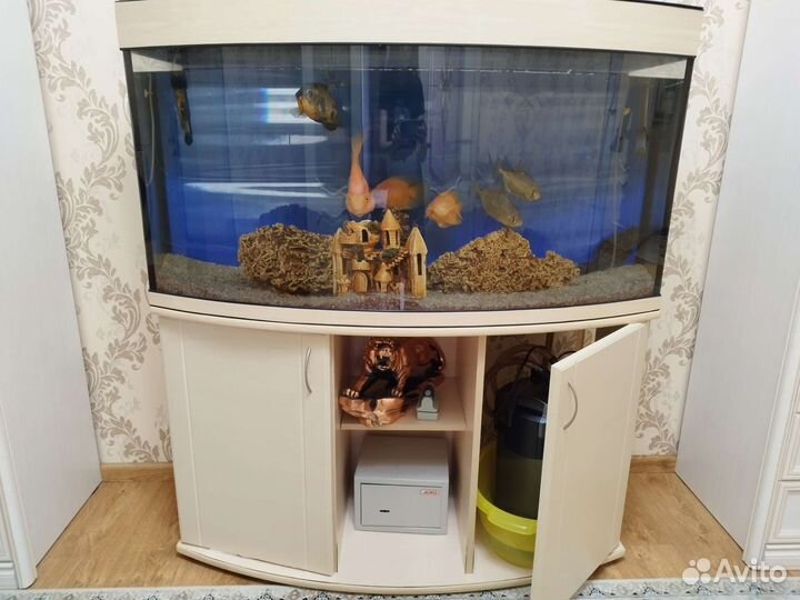 Аквариумные рыбки, аквариум