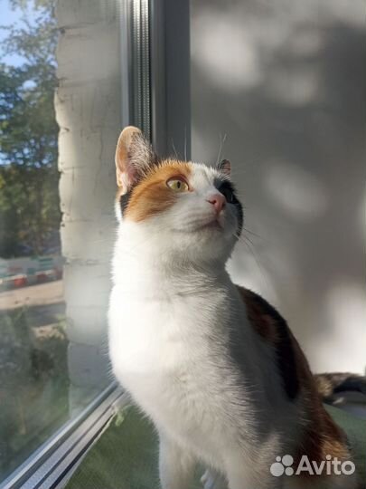 Кошка Мотя ищет дом