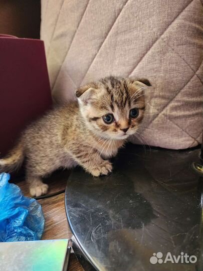 Шотландские котята