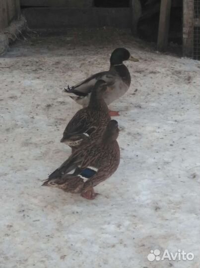 Подсадные утки