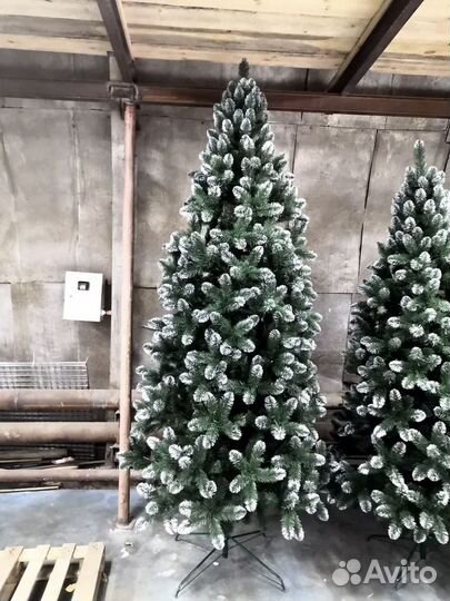 Ель с белыми кончиками