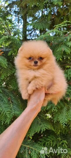 Померанский шпиц микро мальчик