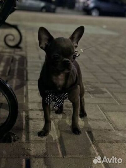 Случка чихуахуа