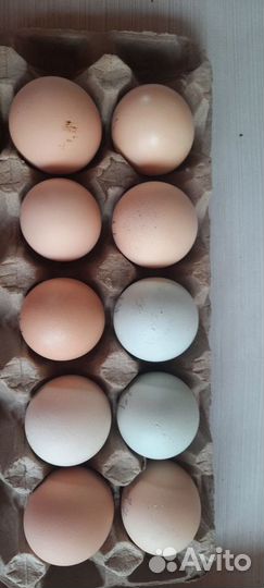 Домашние куриные яйца инкубационное