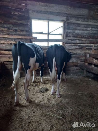 Продаются быки