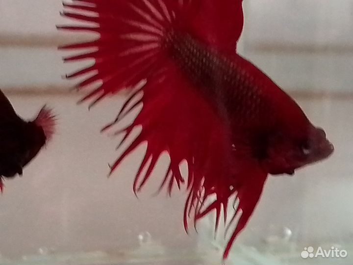 Рыбка петушок