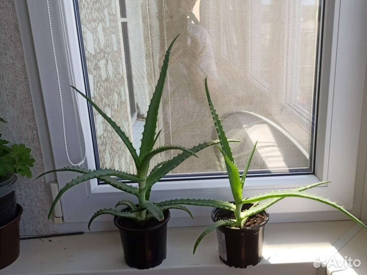 Алоэ лекарственный