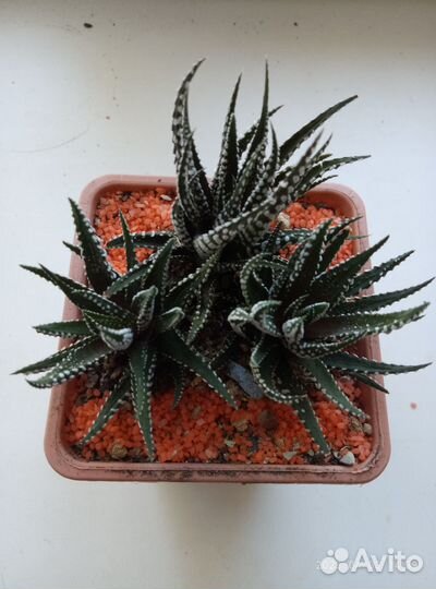 Хавортия Комнатный цветок