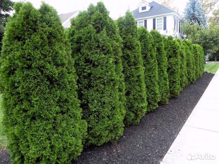 Туи смарагд