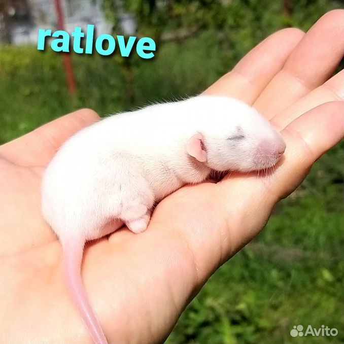 Крысята дамбо малыши от ratlove