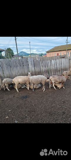 Овцы бараны ягнята