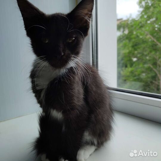 Шоколадка ищет дом