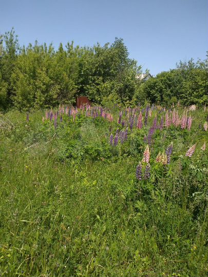 Участок 50 сот. (СНТ, ДНП)