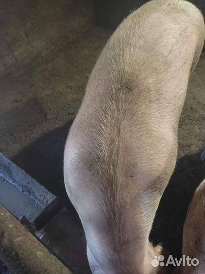 Свиньи живым весом