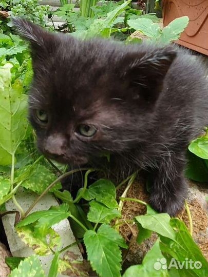 Котенок девочка в ласковые руки