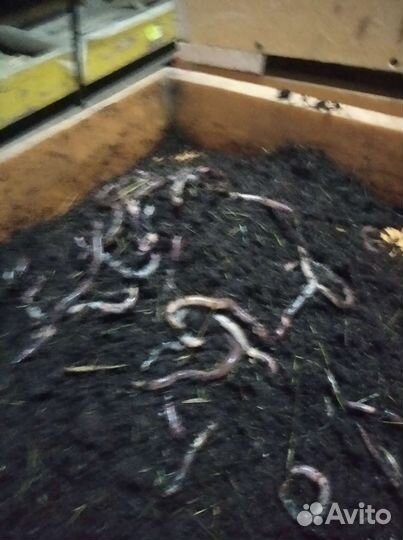 Биогумус(вермикомпост)