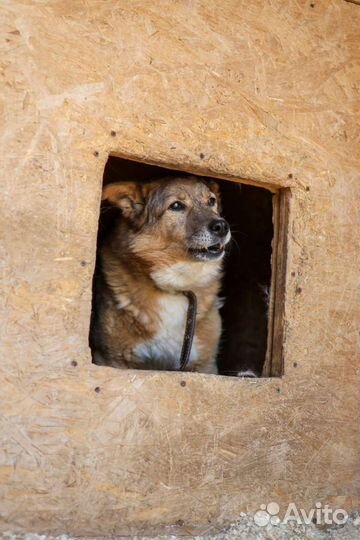 Марта из приюта Некрасовка