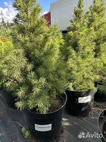 Саженцы Ель Глауконика из питомника