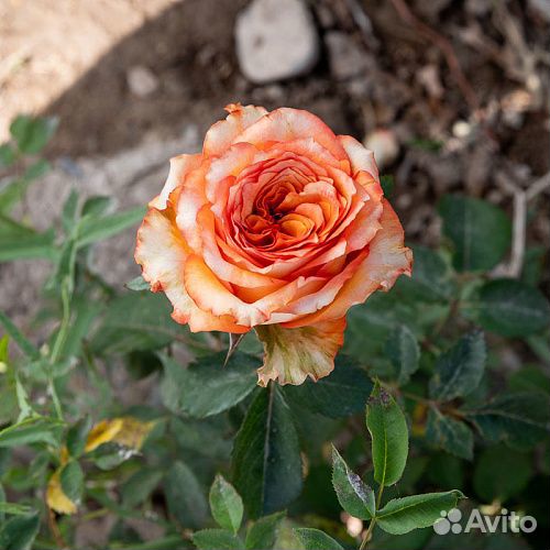 Саженцы роз Каралуна