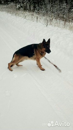 Немецкая овчарка