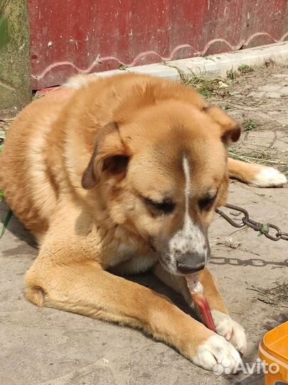 Бычий корень