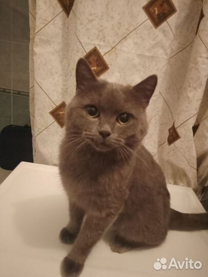 Британец, кот в дар