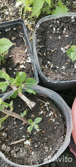 Гортензия саженцы