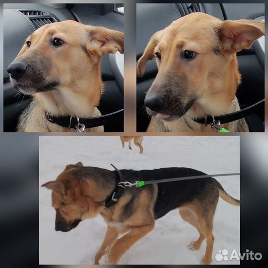 Щенки ищут дом