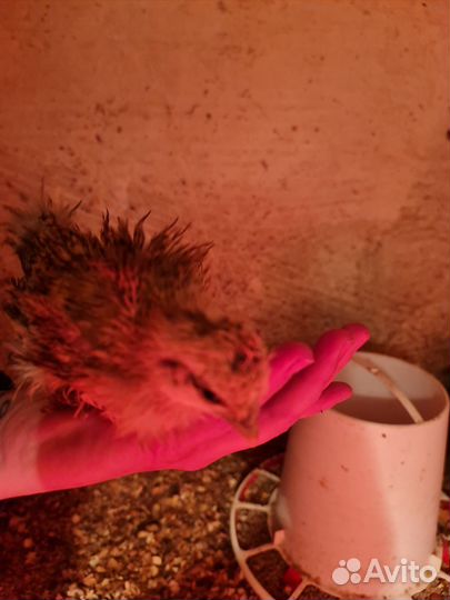 Продам цыплят