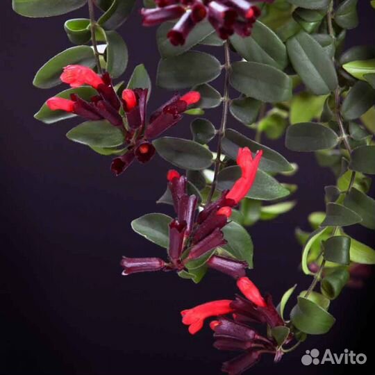 Эсхинантус Лобба красный