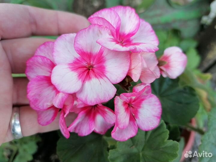 Пеларгонии (герани) срезами