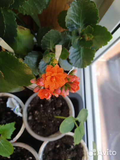 Алое,кактусы