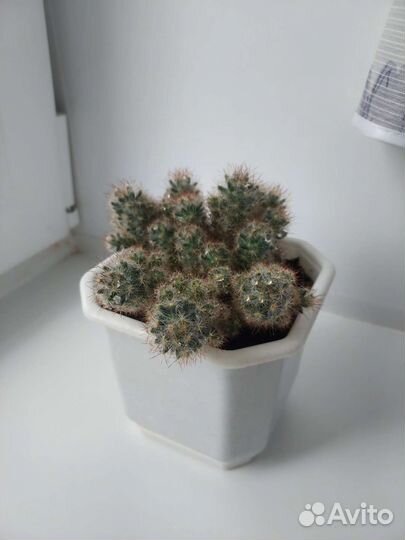 Кактусы и суккуленты