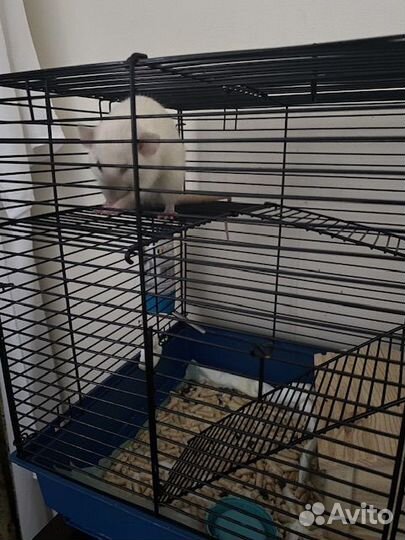 Отдам декоративную крысу бесплатно