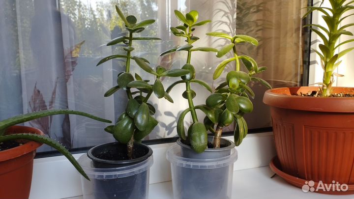 Толстянка Денежное дерево