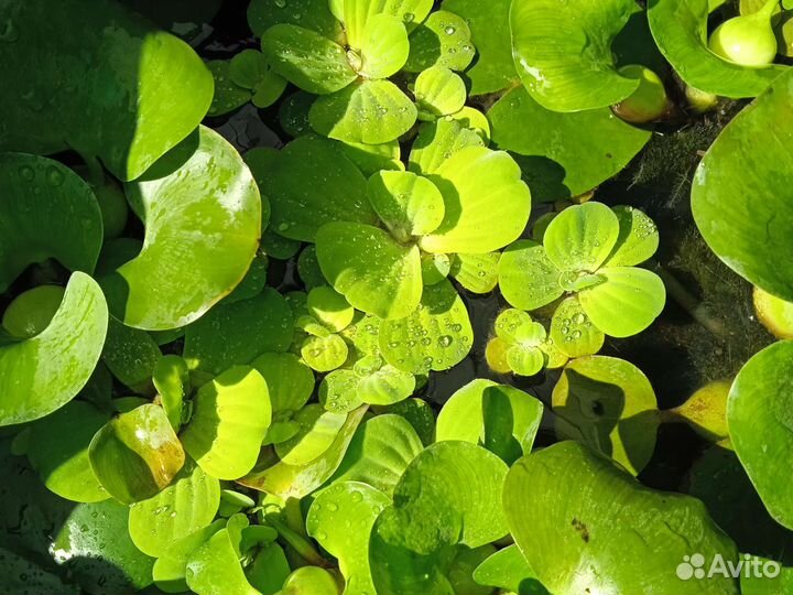 Пистия. Растение для водоёмов, аквариумов