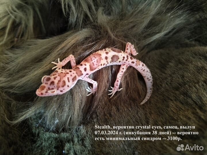 Эублефары сезон 2024