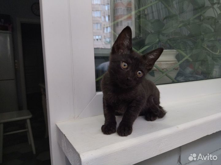 Котята в дар