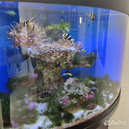 Аквариум с рыбками