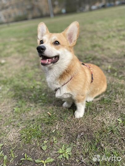 Вельш-корги пемброк вязка девочка