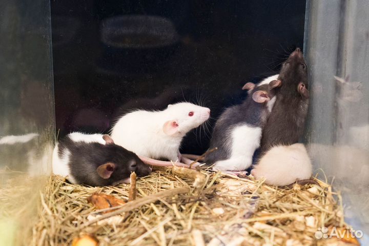 Декоративные крысы