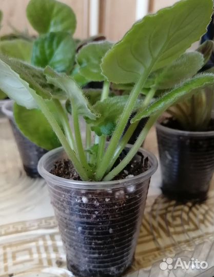 Фиалка (детки)