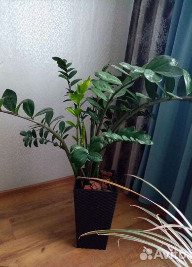 Замиокулькас