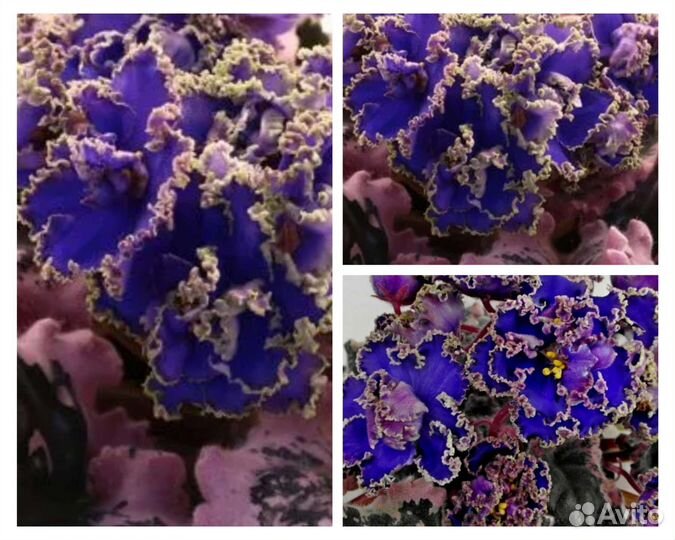 Заморская диковинка