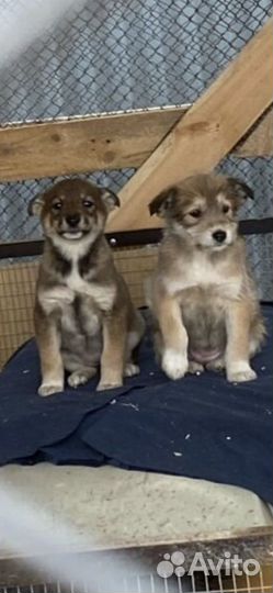 Щеночки в добрые руки