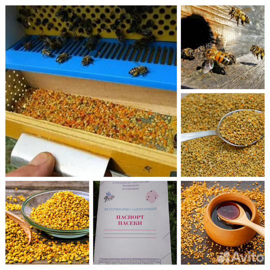 Пыльца пчелиная 2024. Мед