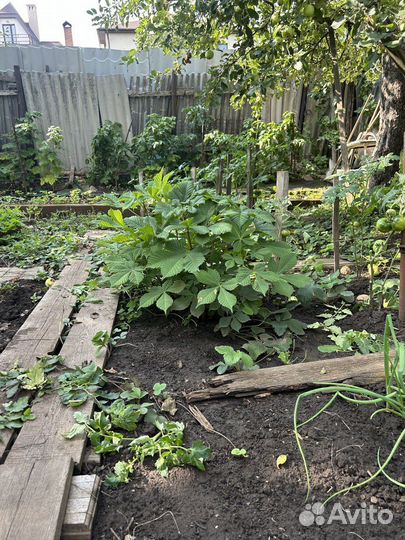 Саженцы каштана