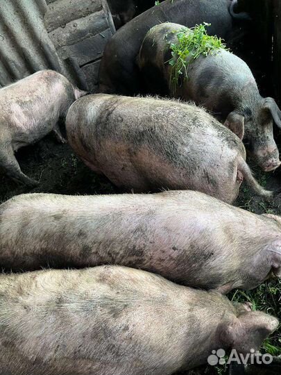 Свинина домашняя