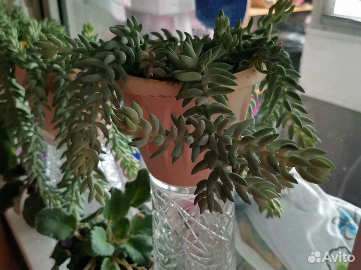 Очиток Моргана