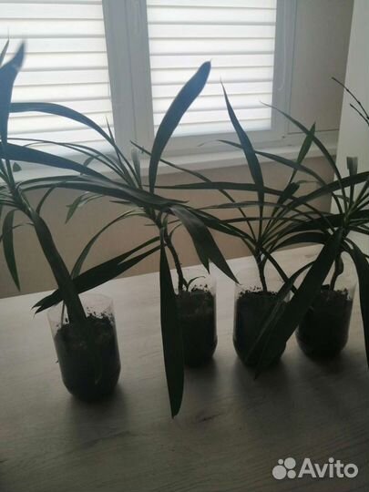 Растение драцена